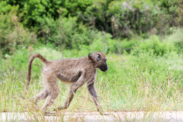 Monkey on the run. Kruger National park, South Africa.