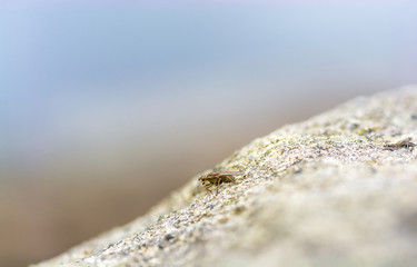 Macro photography: fly