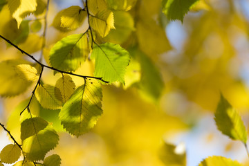Autumn. Fall scene. Beauty nature scene trees and leaves. Nature background. Selective focus.