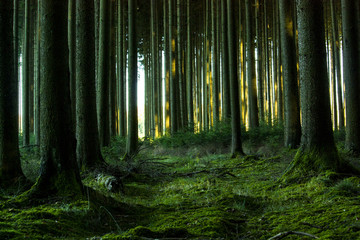 Naklejka premium Waldblick