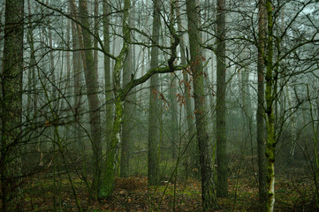 Zamglony jesienny las w ponury poranek. - obrazy, fototapety, plakaty