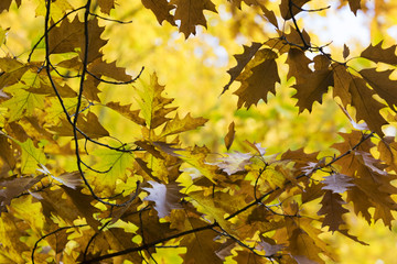 Oak tree. Autumn. Fall scene. Beauty nature scene trees and leaves. Nature background. Selective focus.