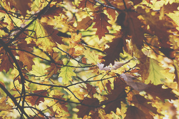 Oak tree. Autumn. Fall scene. Beauty nature scene trees and leaves. Nature background. Selective focus.