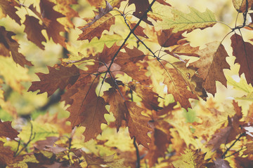 Oak tree. Autumn. Fall scene. Beauty nature scene trees and leaves. Nature background. Selective focus.