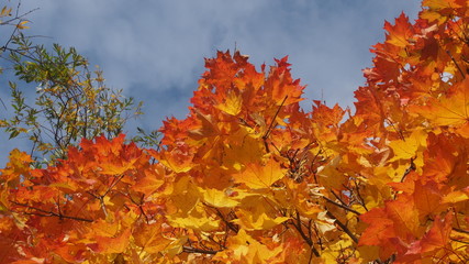 Crown maple in the autumn in the sky. Yellow maple leaves. The leaf fall.