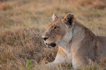 Lion in Nature 