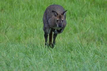 Fototapeta premium Wallaby in the grass