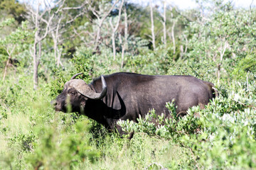 Fototapeta premium Buffalo is one of the great five animals of African continent. Kruger National park, South AFrica.