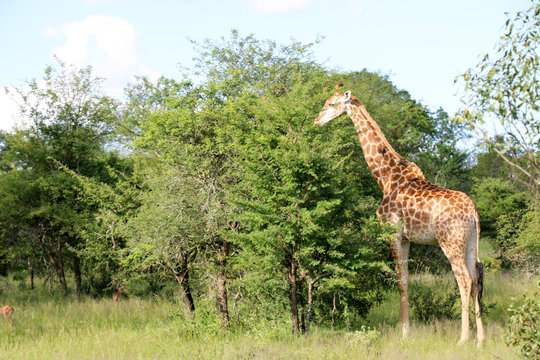 Giraffe is verz tall animal. Kruger National park, South Africa.