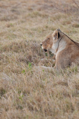 Lion in Nature 