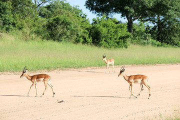 Springbok walking around in its natural environment. Kruger national park, South Africa