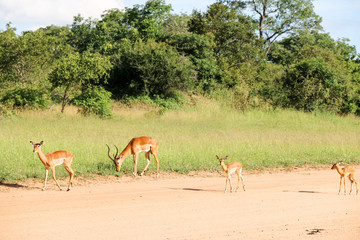 Fototapeta na wymiar Springbok from the family of goats in Kruger National park in South Africa.
