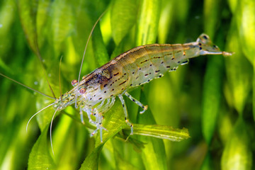 shrimp