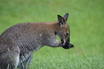 Wallaby in the grass