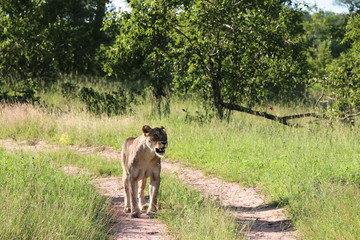Lioness on the road in search of food. Kruger National Park, South Africa