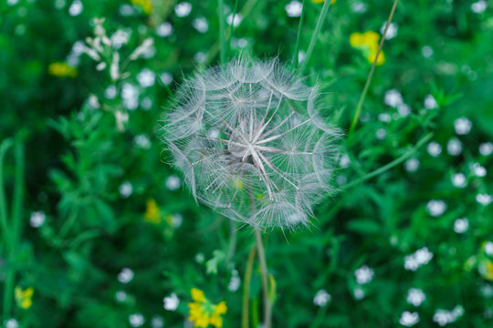Fototapeta Fluffy seeds of a faded dandelion on the field.