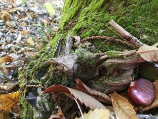 wood 