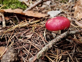 Czerwony leśny muchomor © Renata