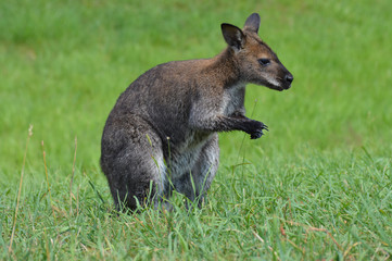 Naklejka na ściany i meble Wallaby in the grass