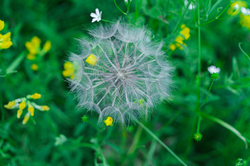 Fluffy seeds of a faded dandelion on the field.