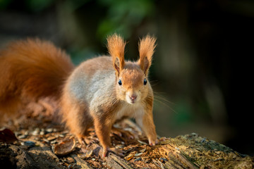 Naklejka na ściany i meble Squirrel animal in natural environment