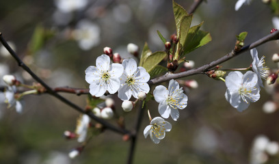 branch of apple tree with blossoming flowers close-up.