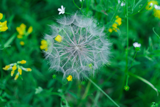 Fototapeta Fluffy seeds of a faded dandelion on the field.