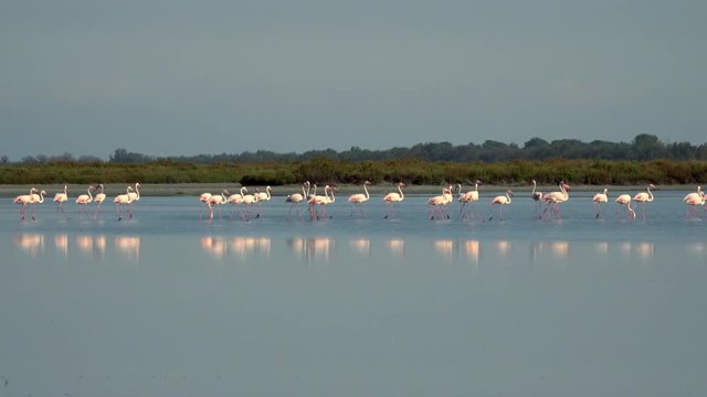 Pink flamingos walking on water of brackish wetlands near Ferrara in Italy