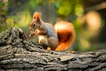 Vlies Fototapete Tieren Eichhörnchentier in natürlicher Umgebung