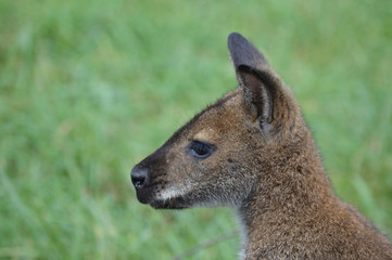 Wallaby in the grass