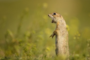 Naklejka na ściany i meble Ground squirrel standing waist-deep in the grass on a beautiful background
