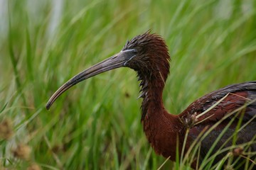 The glossy IBIS standing in the reeds. Close Up.