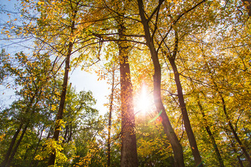 Yellow autumn forest. Autumn nature background.