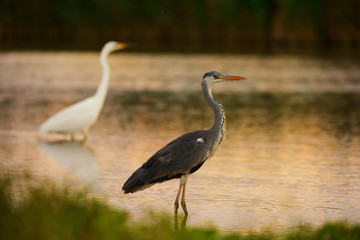 Fototapeta premium Grey Heron and Great white egret