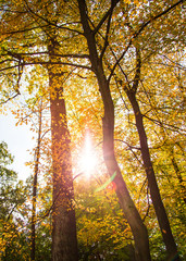 Yellow autumn forest. Autumn nature background.