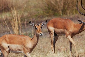 Naklejka na ściany i meble Antelope in Nature