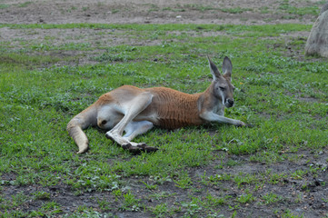 Kangaroo in the outdoors