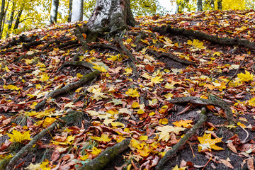 the roots of a tree in a forest in autumn.