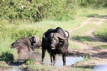 Buffalo is an extremely strong animal. Relaxation in the mud. Kruger National Park, South Africa