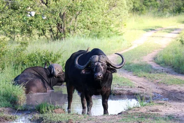 Zelfklevend Fotobehang Buffalo got up from the mud and stood in defensive position. Kruger National park, South African Republic © @AleksaS