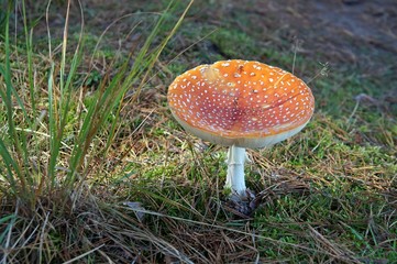 Ein Herbstbild mit Fliegenpilz (Amanita muscaria) 