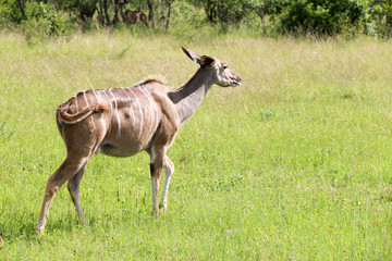 Animal in its natural surroundings. Kruger National Park, South Africa.