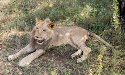 Fototapeta na wymiar Wild lions on Safari