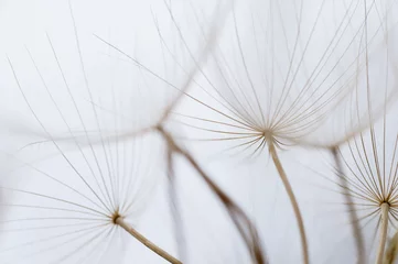  Close up macro image of dandelion seed heads with delicate lace-like patterns, on the Greek island of Kefalonia. © Philip