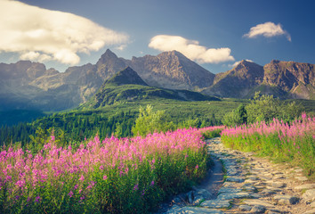 Tatra mountains, Poland landscape, colorful flowers in Gasienicowa valley (Hala Gasienicowa), summer tourist trail