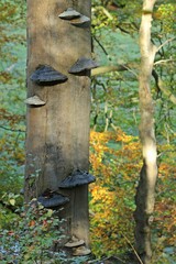 Abgestorbener Buchenstamm mit  Zunderschwämmen (Fomes fomentarius)