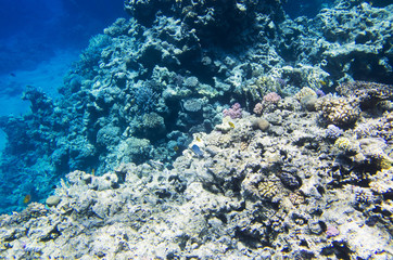 Fototapeta na wymiar Coral reef on the edge of the depth