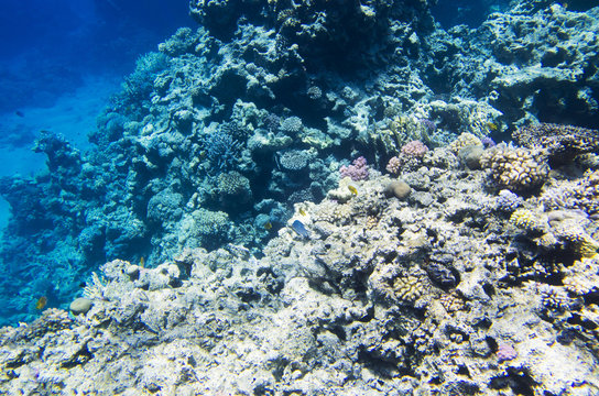Coral reef on the edge of the depth