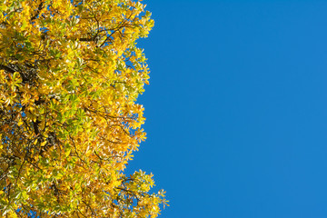 Beautiful yellow and green autumn leaves on a tree on the left