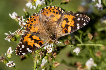 Red Admiral Butterfly family nymphaldae